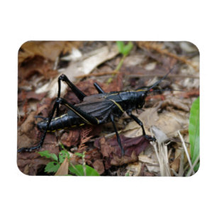 Black and Yellow Cricket Magnet