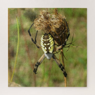 Black and Yellow Garden Spider Jigsaw Puzzle