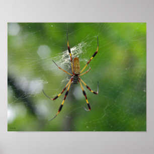 Black and yellow garden Spider Poster