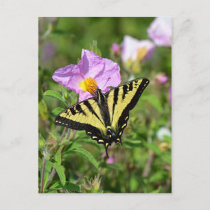 Black and yellow swallowtail butterfly postcard