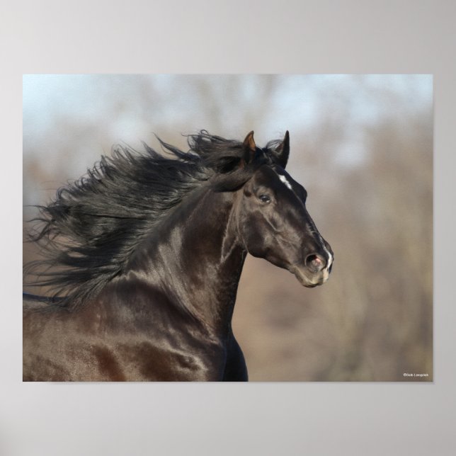 Black Andalucian Headshot Mane Flowing Poster (Front)