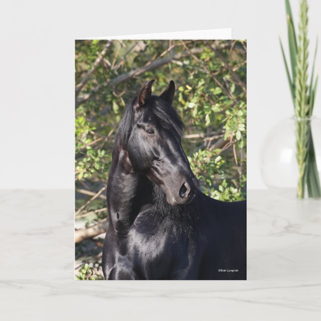 Black Andalucian Horse Standing Headshot Card (Front)