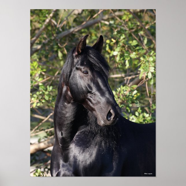 Black Andalucian Horse Standing Headshot Poster (Front)