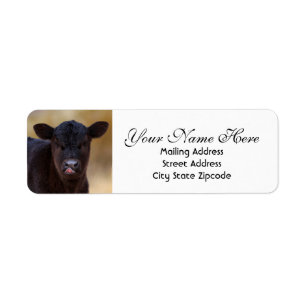 Black Angus Calf Return Address Label