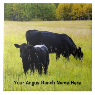 Black Angus Cattle Grazing in Yellow Grass Field Tile