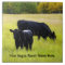 Black Angus Cattle Grazing in Yellow Grass Field