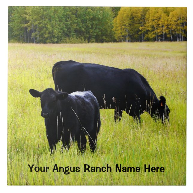 Black Angus Cattle Grazing in Yellow Grass Field Tile (Front)