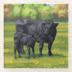 Black Angus Cow & Cute Calf in Summer Pasture Glass Coaster