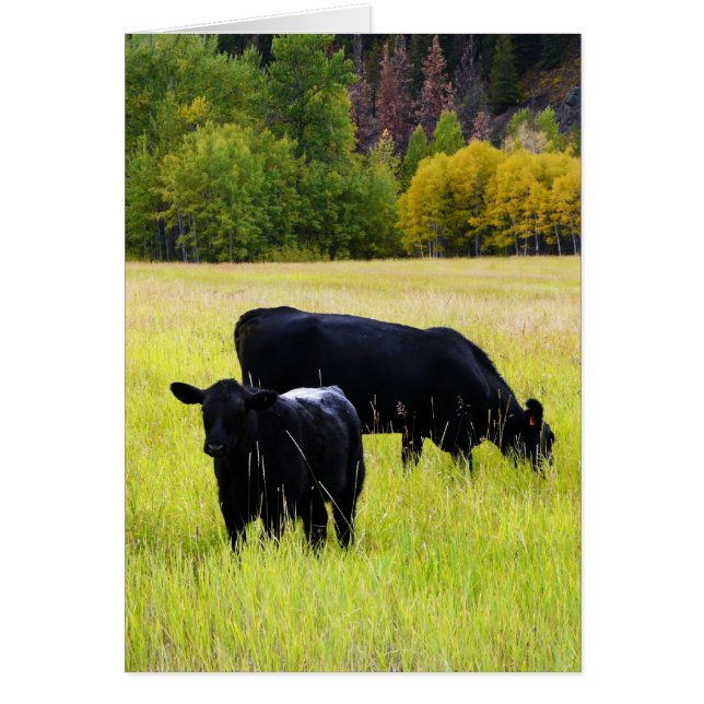 Black Angus Cows on Yellow Grass Rural Scene (Front)