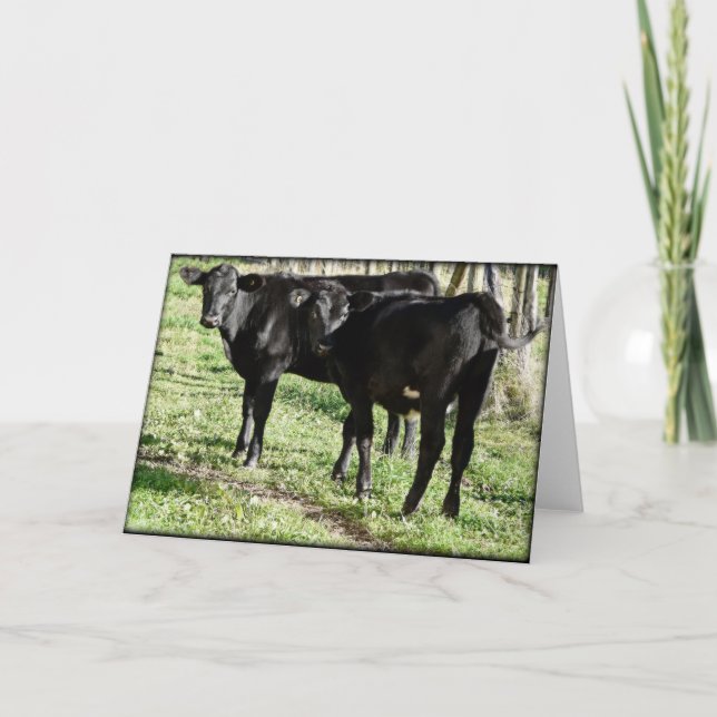 Black Angus Heifer Calves Card (Front)