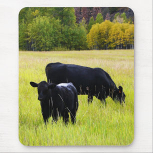 Black Angus Pair in Field Mouse Pad