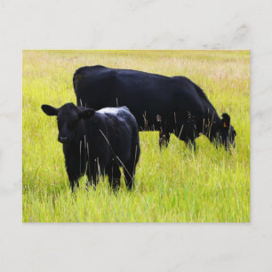 Black Angus Pair in Field Postcard
