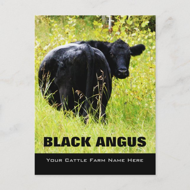 Black Angus Steer -  Add Your Cattle Ranch Name Postcard (Front)