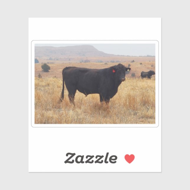 Black Angus Steer Grazing with its Herd (Sheet)