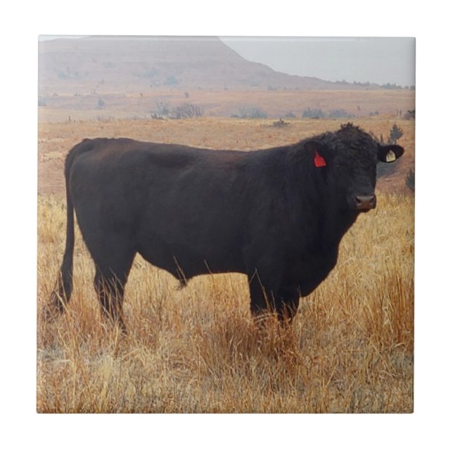 Black Angus Steer Grazing with its Herd Ceramic Tile (Front)
