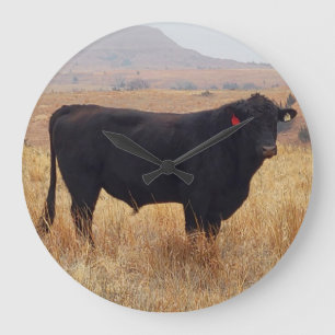 Black Angus Steer Grazing with its Herd Large Clock