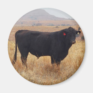 Black Angus Steer Grazing with its Herd Magnet