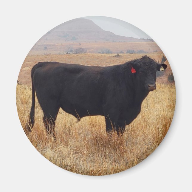 Black Angus Steer Grazing with its Herd Magnet (Front)