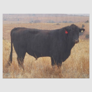 Black Angus Steer Grazing with its Herd Tissue Paper