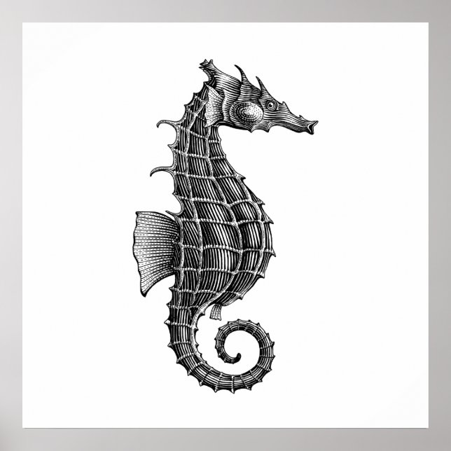 Black Antique Seahorse Scientific Illustration Poster (Front)