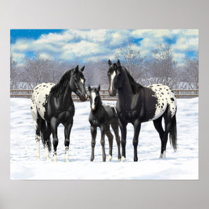 Black Appaloosa Horses In Snow Poster