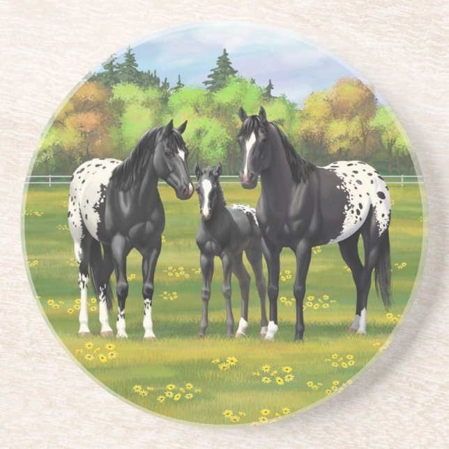 Black Appaloosa Horses In Summer Pasture Coaster (Front)