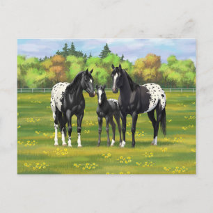 Black Appaloosa Horses In Summer Pasture Postcard