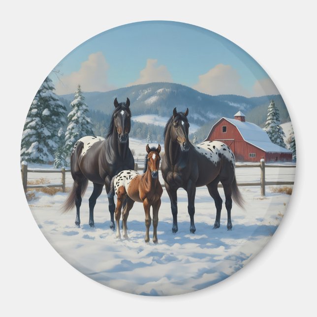 Black Appaloosa Horses on a Farm in Winter Magnet (Front)