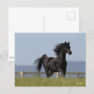Black Arab Stallion Running Mane Flowing Postcard