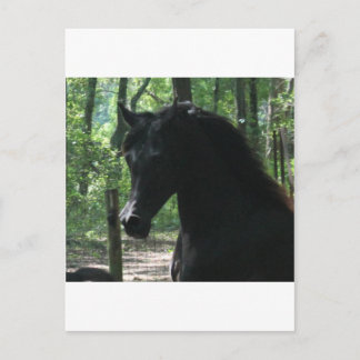 Black Arabian Mare in Forest Postcard