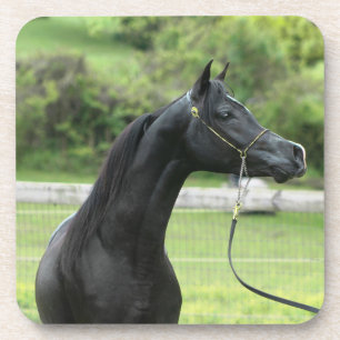 Black arabian on coasters