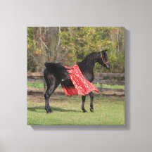 Black Arabian stallion in silk