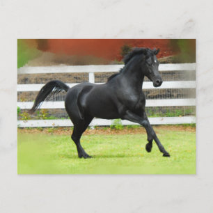 Black Arabian Stallion Postcard