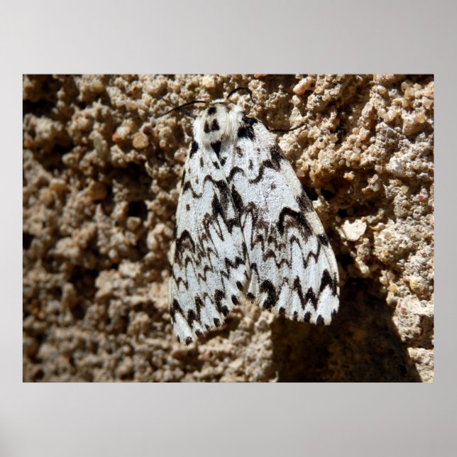 Black Arches Moth Poster (Front)