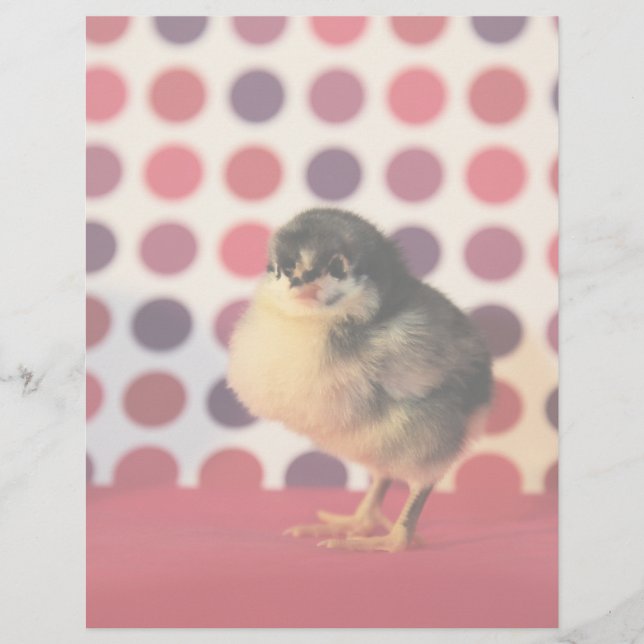 Black Astralorp Chick (Front)