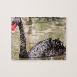 Black Australian Swans Jigsaw Puzzle