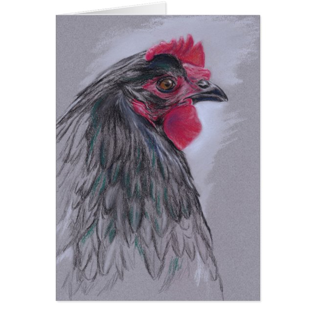 Black Australorp Hen (Front)