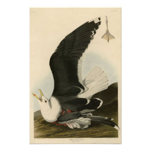 Black Backed Gull from Audubon's Birds of America Photo Print