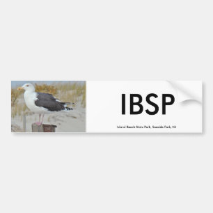 Black Backed Gull Seagull Series Bumper Sticker