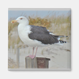 Black Backed Gull Seagull Series Magnet