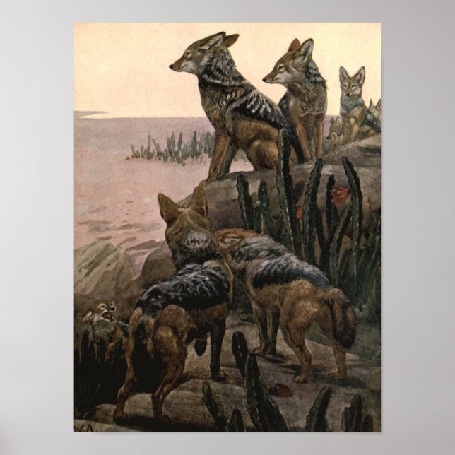 Black Backed Jackals by Winifred Austen Poster (Front)