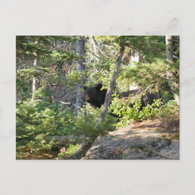 Black Bear at Grand Teton Postcard (Front)