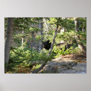Black Bear at Grand Teton Poster
