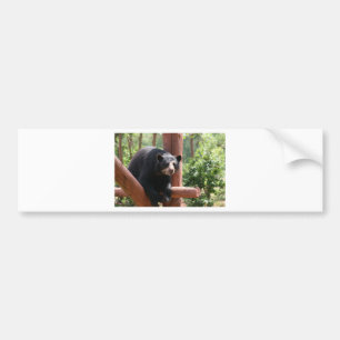 Black Bear Bumper Sticker
