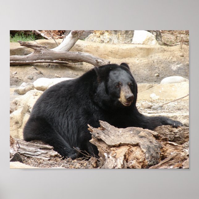 "Black Bear" by Carter L. Shepard" Poster (Front)