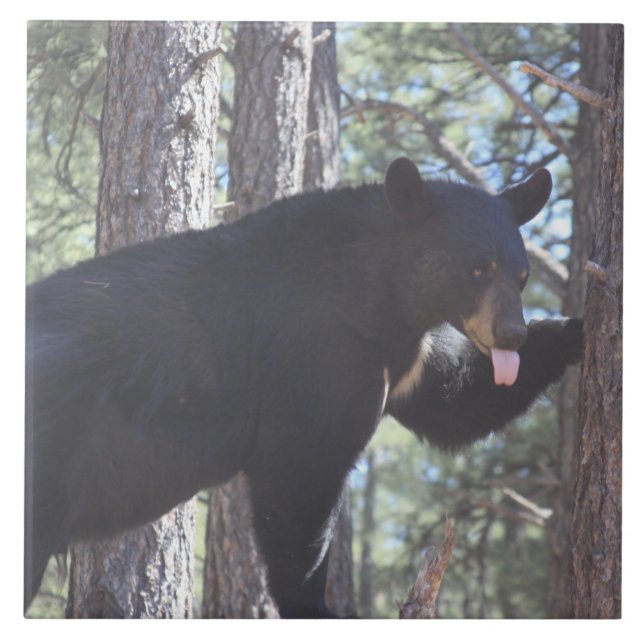 Black Bear Ceramic Tile (Front)