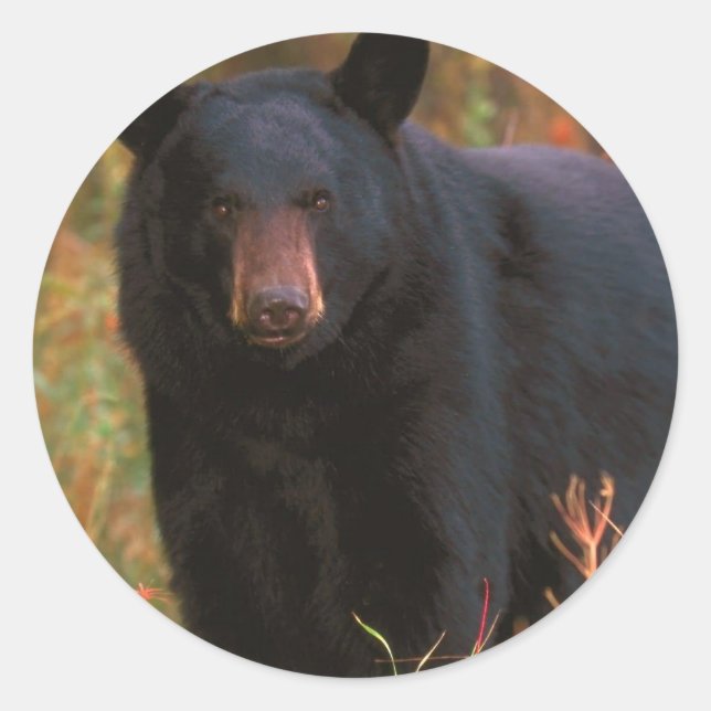 Black Bear Classic Round Sticker (Front)
