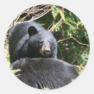 black bear classic round sticker