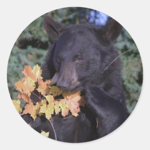 Black Bear Classic Round Sticker