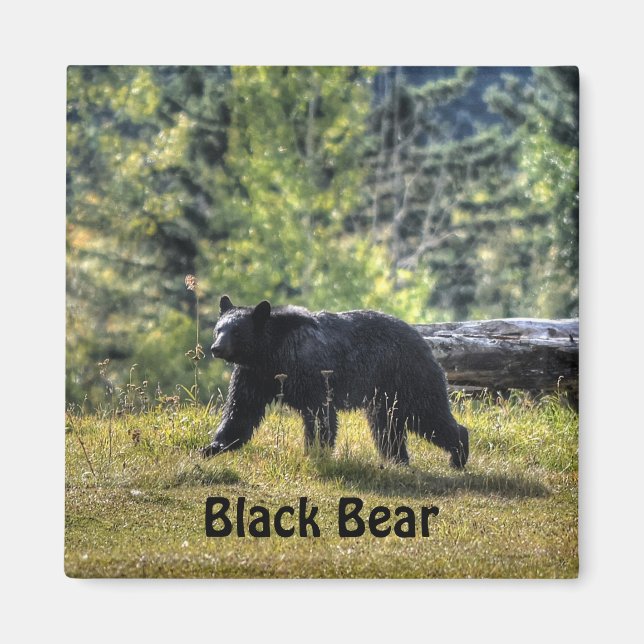 Black Bear Crossing A Ranch Pasture Magnet (Front)